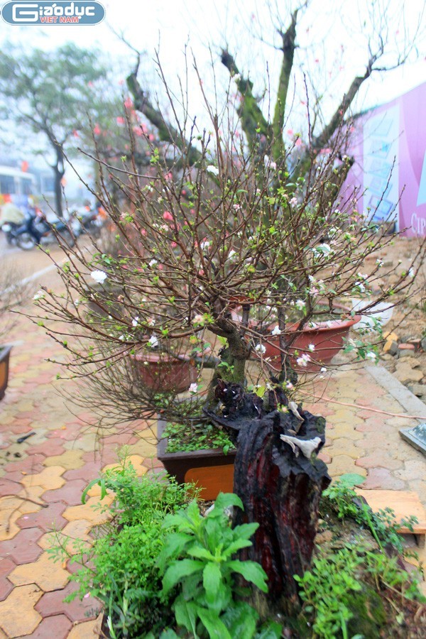 Chủ của những cây đào đủ màu sắc độc đáo xuất hiện ở Hà Nội tiết lộ đa phần người đến xem thì nhiều rồi thuê chứ không ai dám mua đứt